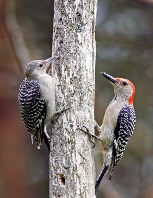 Red-bellied Woodpeckers