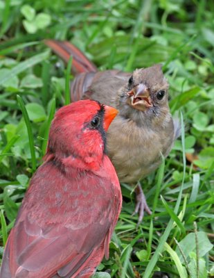 Cardinals, male and juvenile