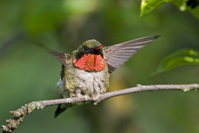 Ruby-throated Hummingbird, male