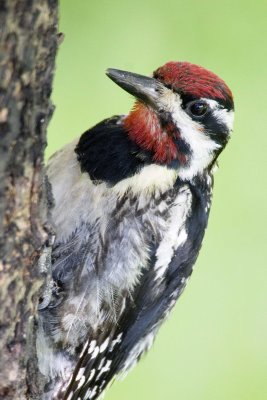 Yellow-bellied Sapsucker
