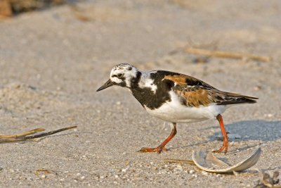 Ruddy Turnstone