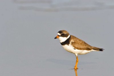 Semipalmated Plover