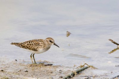 Least Sandpiper