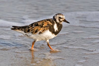 Ruddy Turnstone