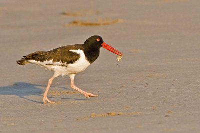 American Oystercatcher with Mole Crab