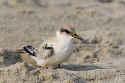 Least Tern