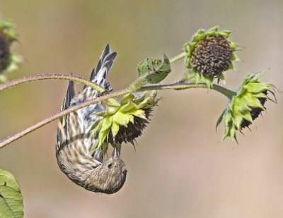 Pine Siskin