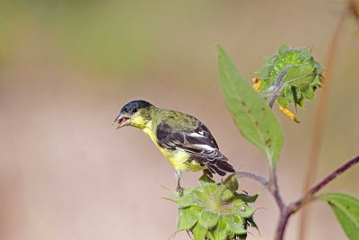 Lesser Goldfinch, male