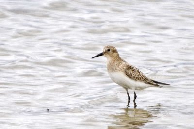 Unknown Sandpiper