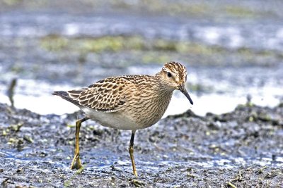 Pectoral Sandpiper