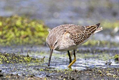 Stilt Sandpiper