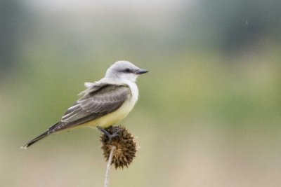 Western Kingbird