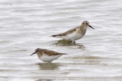 Unknown Sandpiper with Least Sandpiper