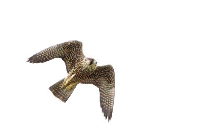 Peregrin Falcon