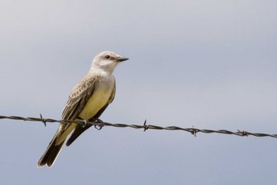 Western Kingbird
