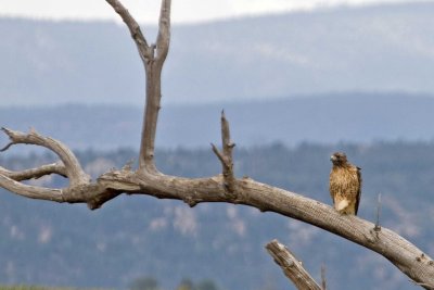 Red-tail Hawk