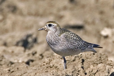 American Golden Plover