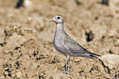 American Golden Plover
