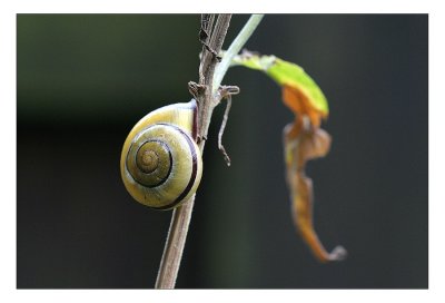 sized-IMG_5937.JPG