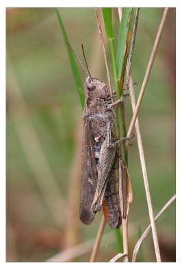 zuringrandwants, Coreus marginatus.JPG