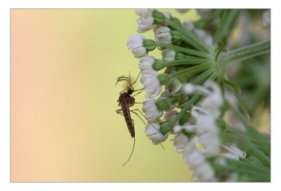 sized02-IMG_6407.JPG