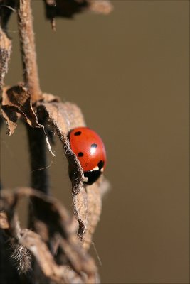 sized02-IMG_6453.JPG