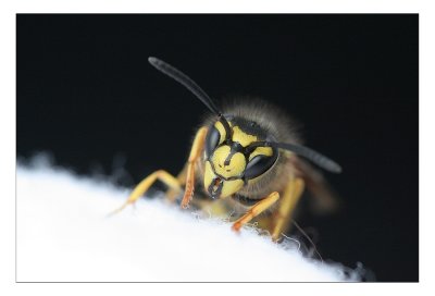 Vespula germanica.JPG