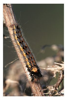 sizedIMG_9587.JPG