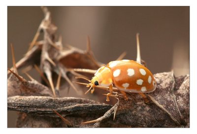 meeldauwlieveheersbeestje, Halyzia sedecimguttata.JPG