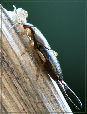 sized2IMG_2722.JPG