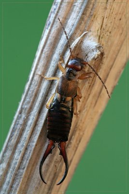 sized2IMG_2733.JPG