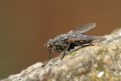 sizedIMG_2988.JPG