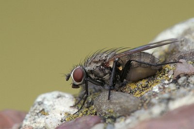 Anthomyiidae??.JPG