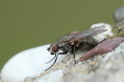 Anthomyiidae.JPG
