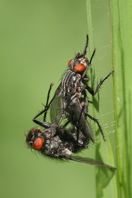 sizedsizedIMG_4788.JPG