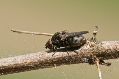 sizedIMG_5839.JPG