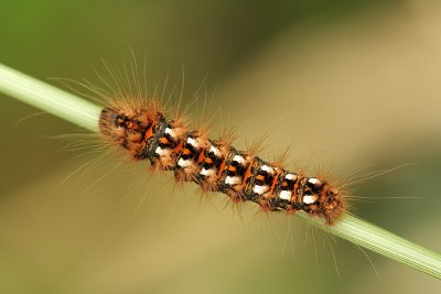 Rups van de Zuringuil.JPG
