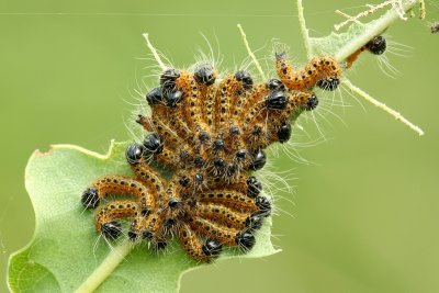 Rups van  de Wapendrager.JPG