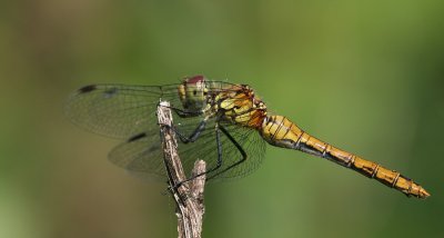  bloedrode heidelibel.JPG