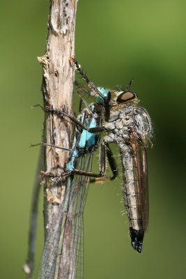 sizedIMG_8271.JPG