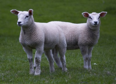 Derbyshire Sheep