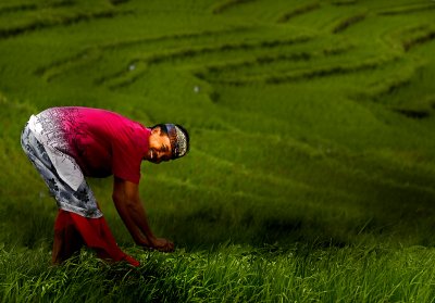 Field of Dreams