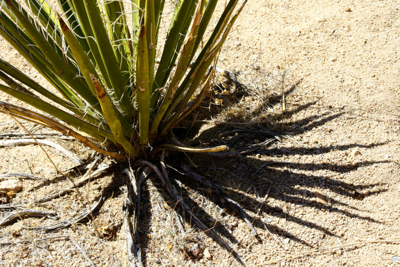 yucca plant