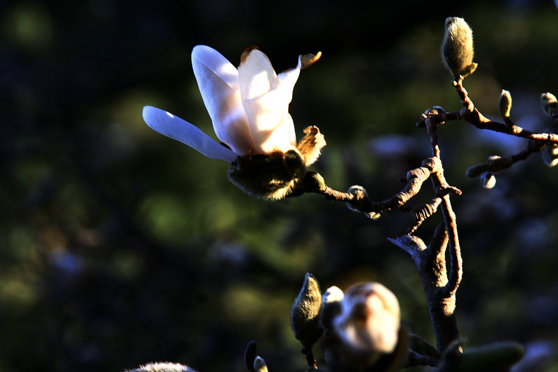 evening light