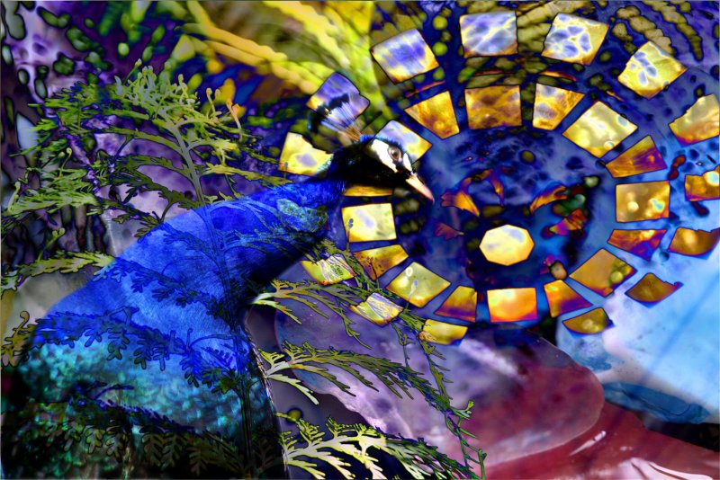 peacock paradise