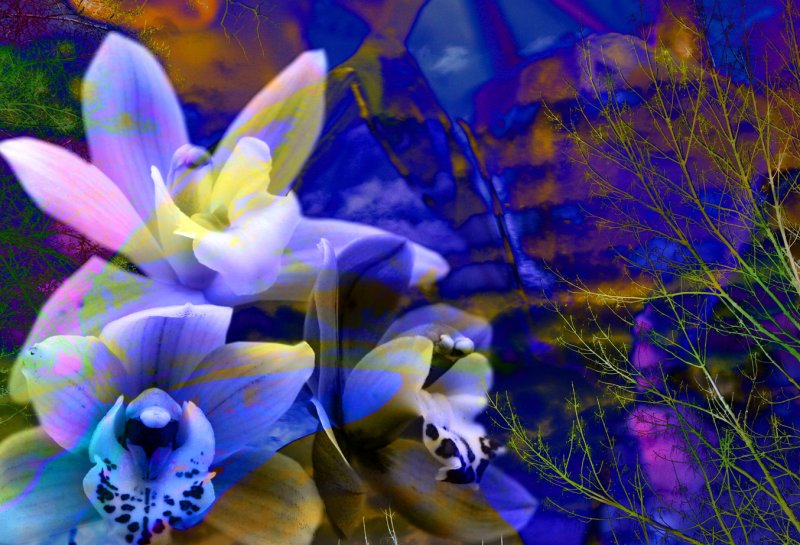 orchids for Mom