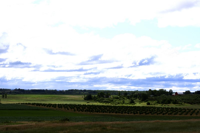 Michigan cherry trees in a field