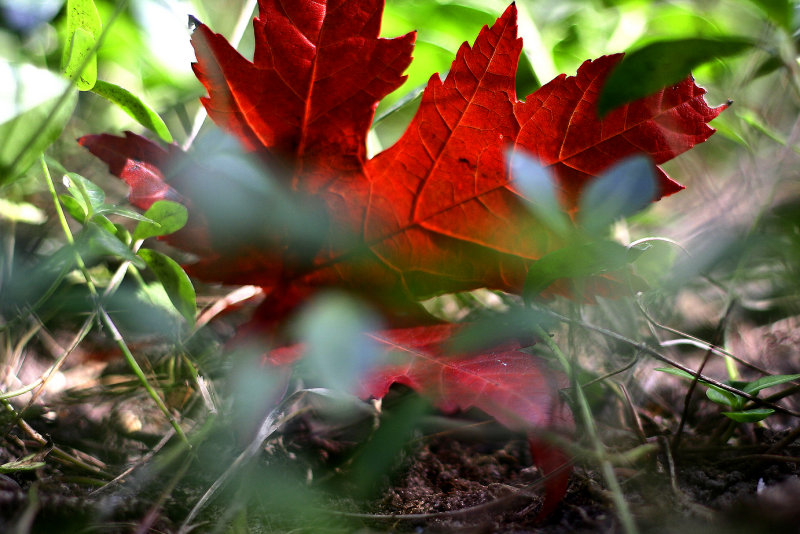 a worm's eye view of autumn