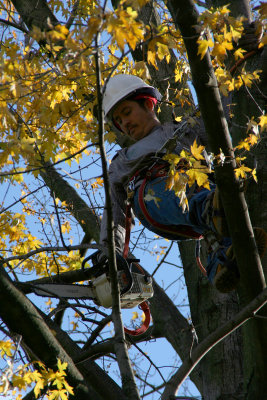Manuel trims our tree