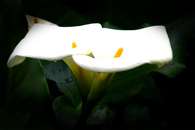 neighborhood calla lilies